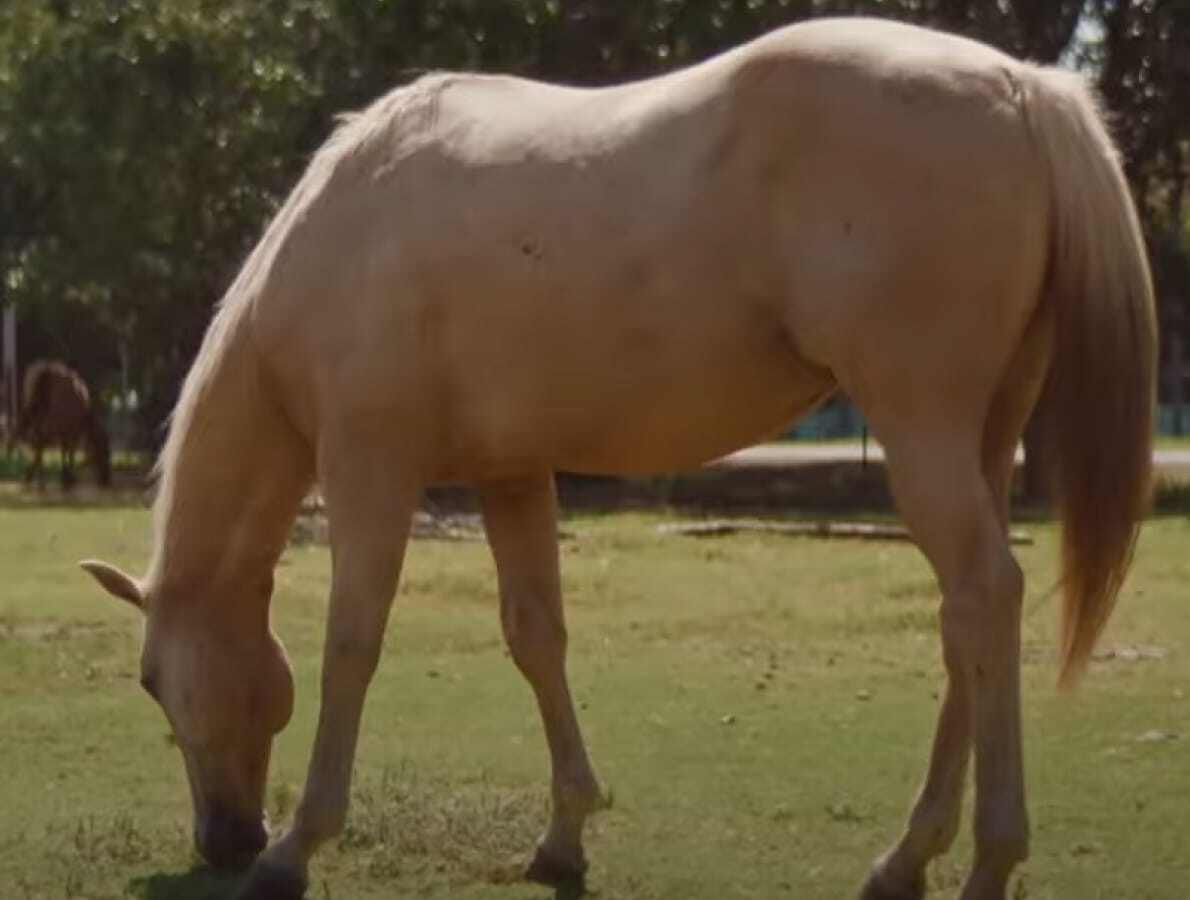 The mysterious origins of Pennsylvania Dutch Eggnog